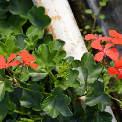 Prelargonia bluszczolistna pojedyncza