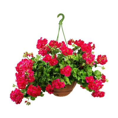 Pelargonia bluszczolistna pełna