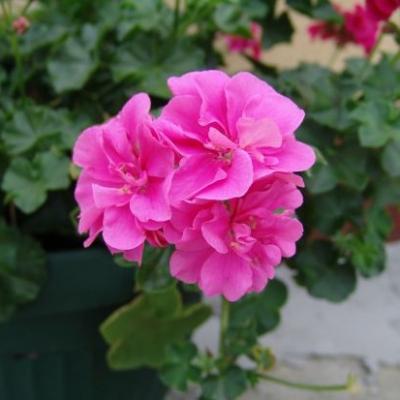 Pelargonia bluszczolistna pełna