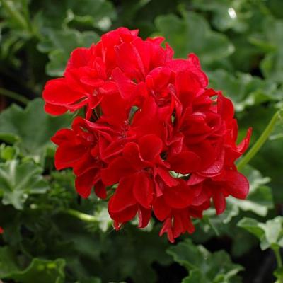 Pelargonia bluszczolistna pełna