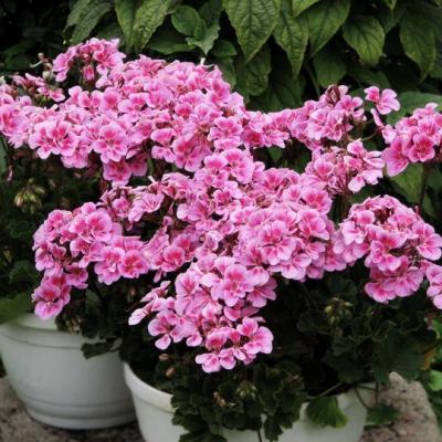 Pelargonia bluszczolistna pełna