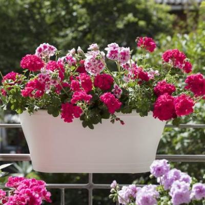 Pelargonia bluszczolistna pełna