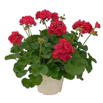 Pelargonia Rabatowa