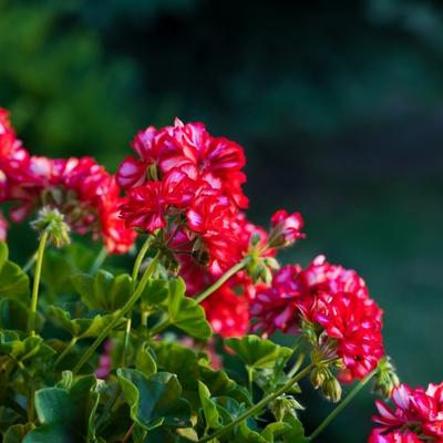 Pelargonia rabatowa