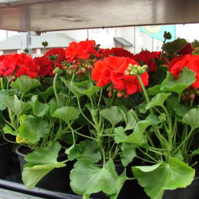 Pelargonia rabatowa