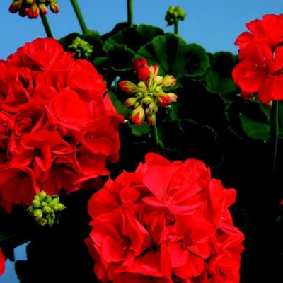 Pelargonia rabatowa