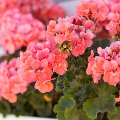 Pelargonia rabatowa
